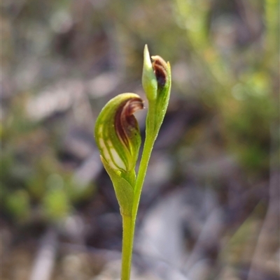 Speculantha furva (Swarthy Tiny Greenhood) at Northangera, NSW - 19 Feb 2025 by Csteele4