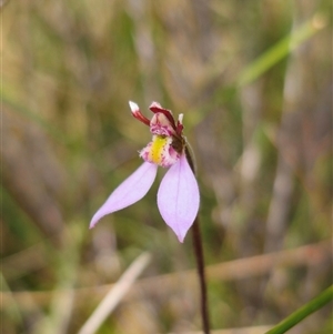 Eriochilus magenteus (Magenta Autumn Orchid) at Northangera, NSW - Yesterday by Csteele4