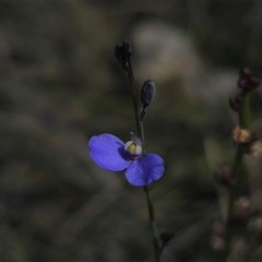 Comesperma defoliatum (Leafless Milkwort) at Northangera, NSW - 19 Feb 2025 by Csteele4