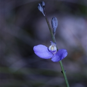 Comesperma defoliatum at Northangera, NSW - 19 Feb 2025 03:30 PM