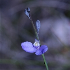 Comesperma defoliatum at Northangera, NSW - 19 Feb 2025 03:30 PM