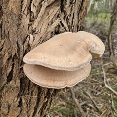 Laetiporus portentosus (White Punk) at Mongarlowe, NSW - 19 Feb 2025 by Csteele4