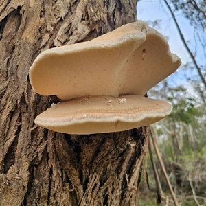 Laetiporus portentosus at Mongarlowe, NSW - 19 Feb 2025 03:55 PM