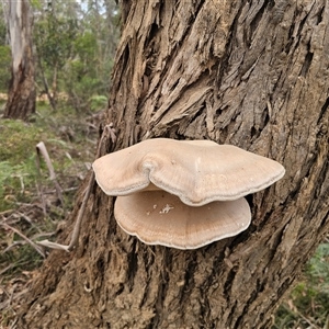 Laetiporus portentosus at Mongarlowe, NSW - 19 Feb 2025 03:55 PM