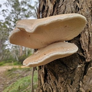 Laetiporus portentosus at Mongarlowe, NSW - 19 Feb 2025 03:55 PM