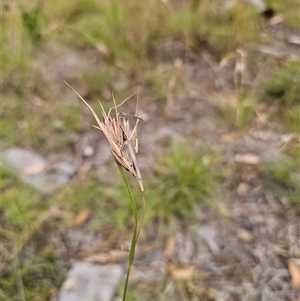 Themeda triandra (Kangaroo Grass) at Wombat Creek, VIC - 18 Feb 2025 by Csteele4