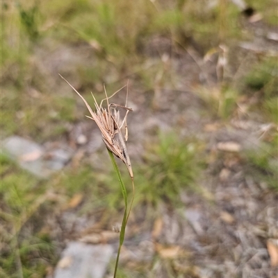 Themeda triandra (Kangaroo Grass) at Wombat Creek, VIC - 18 Feb 2025 by Csteele4