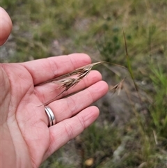Themeda triandra at Wombat Creek, VIC - 18 Feb 2025 05:42 PM