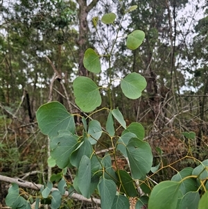 Eucalyptus baueriana at Wombat Creek, VIC - 18 Feb 2025 by Csteele4