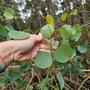 Eucalyptus baueriana at Wombat Creek, VIC - 18 Feb 2025 05:23 PM