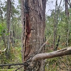 Eucalyptus baueriana at Wombat Creek, VIC - 18 Feb 2025 05:23 PM
