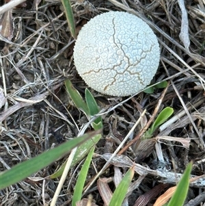 Lycoperdon sp. at Yarralumla, ACT - 19 Feb 2025 07:22 PM