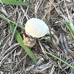 Lycoperdon sp. at Yarralumla, ACT - 19 Feb 2025 07:22 PM