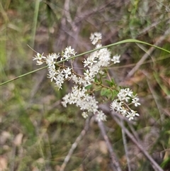 Bursaria spinosa subsp. spinosa (Blackthorn, Boxthorn) at Wombat Creek, VIC - 18 Feb 2025 by Csteele4