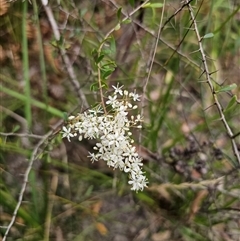 Bursaria spinosa subsp. spinosa at Wombat Creek, VIC - 18 Feb 2025 05:22 PM