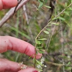 Bursaria spinosa subsp. spinosa at Wombat Creek, VIC - 18 Feb 2025 05:22 PM