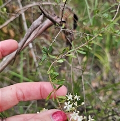 Bursaria spinosa subsp. spinosa at Wombat Creek, VIC - 18 Feb 2025 05:22 PM