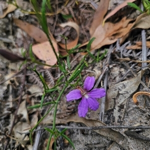 Scaevola ramosissima at Wombat Creek, VIC - 18 Feb 2025 by Csteele4