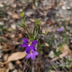 Scaevola ramosissima at Wombat Creek, VIC - 18 Feb 2025 05:19 PM