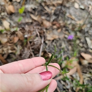 Scaevola ramosissima at Wombat Creek, VIC - 18 Feb 2025 05:19 PM