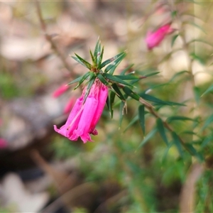 Epacris impressa (Common Heath) at Wombat Creek, VIC - 18 Feb 2025 by Csteele4