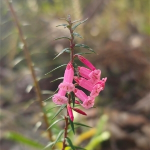 Epacris impressa at Wombat Creek, VIC - 18 Feb 2025 05:09 PM
