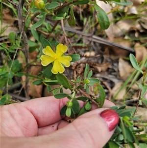 Hibbertia obtusifolia at Wombat Creek, VIC - 18 Feb 2025 by Csteele4