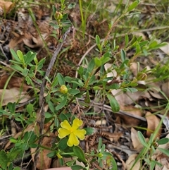Hibbertia obtusifolia at Wombat Creek, VIC - 18 Feb 2025 05:03 PM