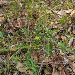 Hibbertia obtusifolia at Wombat Creek, VIC - 18 Feb 2025 05:03 PM
