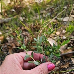 Hibbertia obtusifolia at Wombat Creek, VIC - 18 Feb 2025 05:03 PM