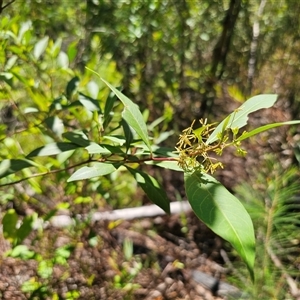 Dodonaea triquetra (Large-leaf Hop-Bush) at Chandlers Creek, VIC - 17 Feb 2025 by Csteele4