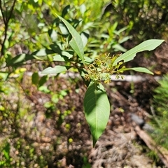 Dodonaea triquetra at Chandlers Creek, VIC - 17 Feb 2025 01:27 PM