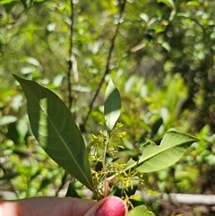 Dodonaea triquetra at Chandlers Creek, VIC - 17 Feb 2025 01:27 PM