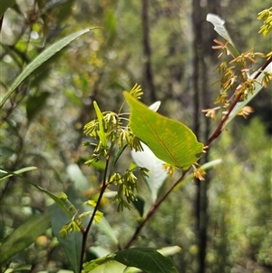 Dodonaea triquetra at Chandlers Creek, VIC - 17 Feb 2025 01:27 PM