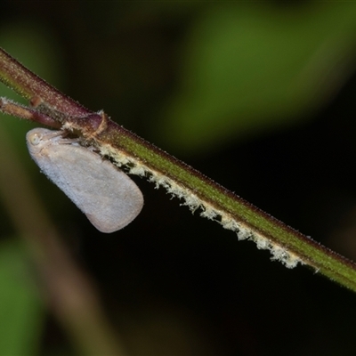 Anzora unicolor (Grey Planthopper) at Higgins, ACT - 19 Feb 2025 by AlisonMilton