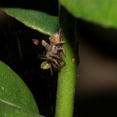 Unidentified Spider at Higgins, ACT - 19 Feb 2025 by AlisonMilton