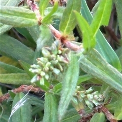 Persicaria prostrata (Creeping Knotweed) at Yarralumla, ACT - 19 Feb 2025 by lbradley