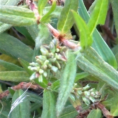 Persicaria prostrata (Creeping Knotweed) at Yarralumla, ACT - 19 Feb 2025 by lbradley