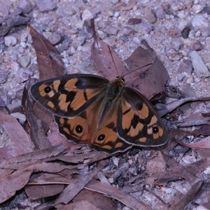 Heteronympha penelope at Northangera, NSW - 19 Feb 2025 03:42 PM