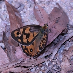 Heteronympha penelope at Northangera, NSW - 19 Feb 2025 03:42 PM