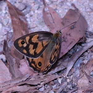 Heteronympha penelope at Northangera, NSW - 19 Feb 2025 03:42 PM