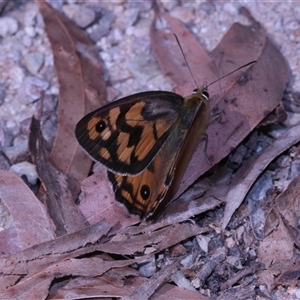 Heteronympha penelope at Northangera, NSW - 19 Feb 2025 03:42 PM