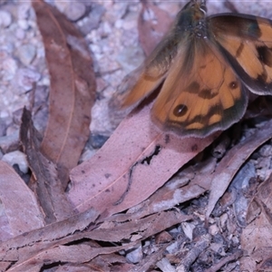 Heteronympha penelope at Northangera, NSW - 19 Feb 2025 03:42 PM