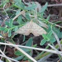 Scopula rubraria (Reddish Wave, Plantain Moth) at Yarralumla, ACT - 19 Feb 2025 by lbradley