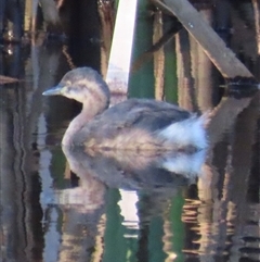 Tachybaptus novaehollandiae (Australasian Grebe) at Yarralumla, ACT - 19 Feb 2025 by lbradley