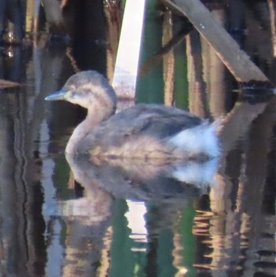 Tachybaptus novaehollandiae (Australasian Grebe) at Yarralumla, ACT - 19 Feb 2025 by lbradley