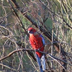 Platycercus elegans (Crimson Rosella) at Aranda, ACT - Yesterday by lbradley