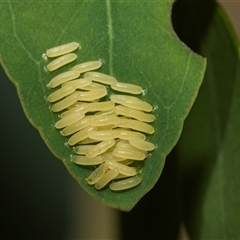 Paropsisterna cloelia (Eucalyptus variegated beetle) at Fraser, ACT - 29 Jan 2025 by AlisonMilton