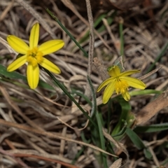 Tricoryne elatior (Yellow Rush Lily) at Fraser, ACT - 29 Jan 2025 by AlisonMilton