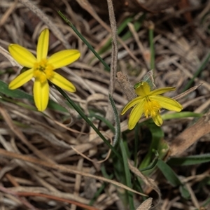 Tricoryne elatior (Yellow Rush Lily) at Fraser, ACT - 29 Jan 2025 by AlisonMilton